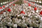 اصلاح رویه سرکوب قیمت جوجه و مرغ / کمبود ۱۰ تا ۱۵ میلیونی جوجه یکروزه