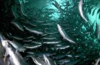 نقش حیاتی بازگشت آبزیان بومی در احیای اکوسیستم، امنیت غذایی و اقتصاد بومی چرا باید ماهی‌ها به رودخانه‌های ایران برگردند؟